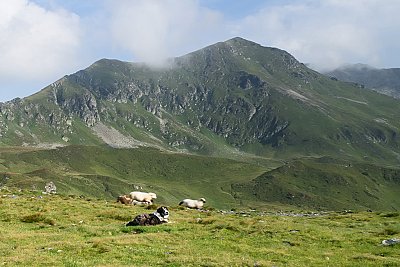 Hřebenovka rumunskou Rodnou
